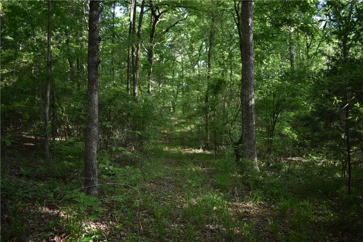 This tranquil wooded lot offers a peaceful escape amidst lush greenery and towering trees.