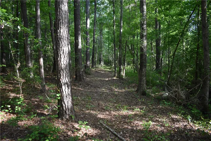 A tranquil path winds through a lush, verdant forest, offering a serene natural escape.