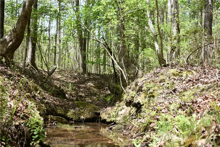 A tranquil stream flows through a lush, verdant forest, offering natural serenity.