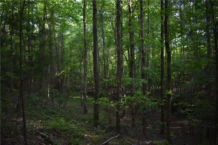 This tranquil wooded acreage offers a serene natural retreat.