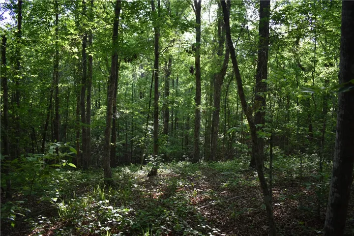This tranquil forest offers a peaceful escape, perfect for a private nature retreat.