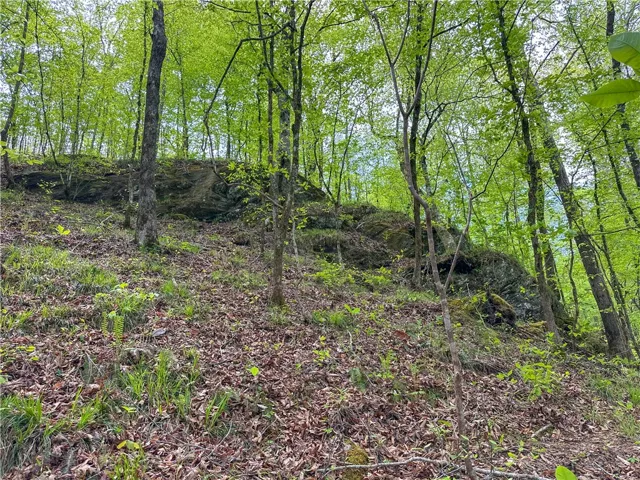 Vast, verdant forest with natural rock formations offers a tranquil escape.