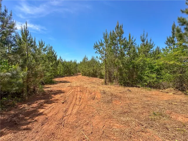 A tranquil path winds through a vibrant pine forest under a clear sky.