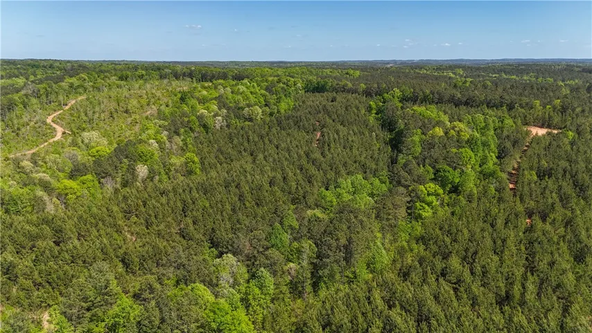 Expansive forest landscape featuring a winding dirt road.