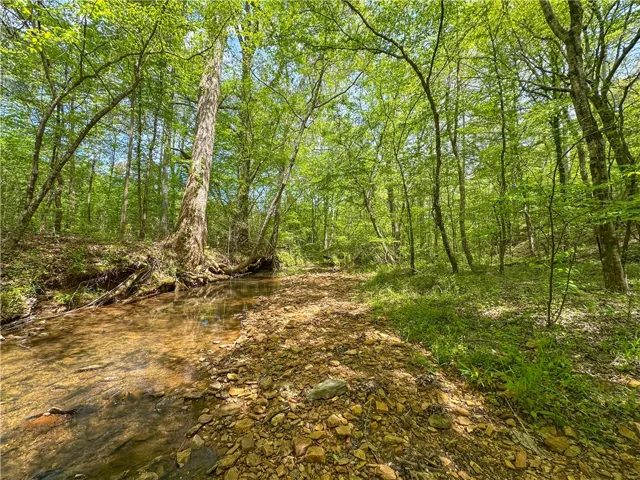 A tranquil stream meanders through a vibrant, lush forest, offering serene natural beauty.