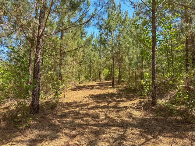 A tranquil path winds through a serene forest, offering a peaceful retreat into nature.