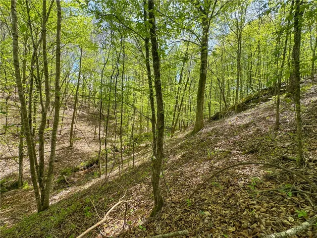 Lush forest setting offers tranquil natural beauty.