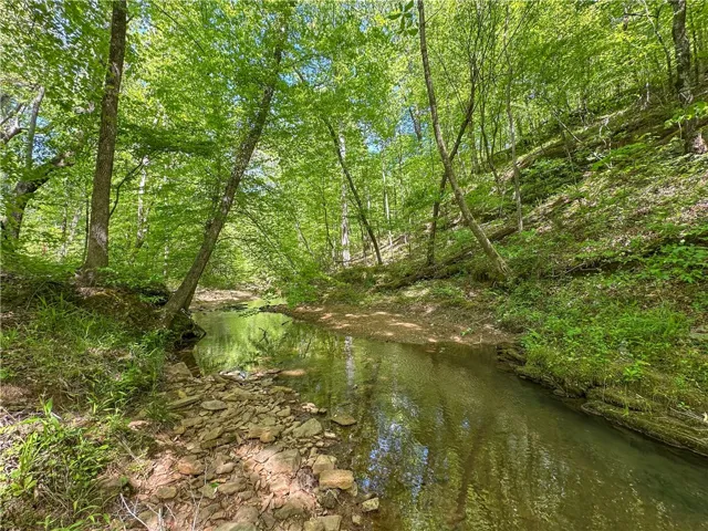 A tranquil creek winds through a lush, verdant forest.