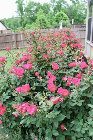 Lush vibrant blooms line a well-maintained yard, offering natural beauty and privacy.