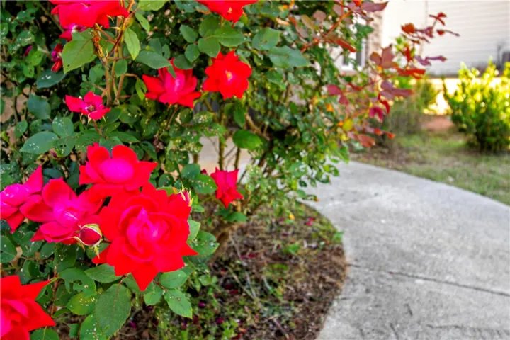 The winding pathway invites exploration, framed by vibrant flora leading to the home.