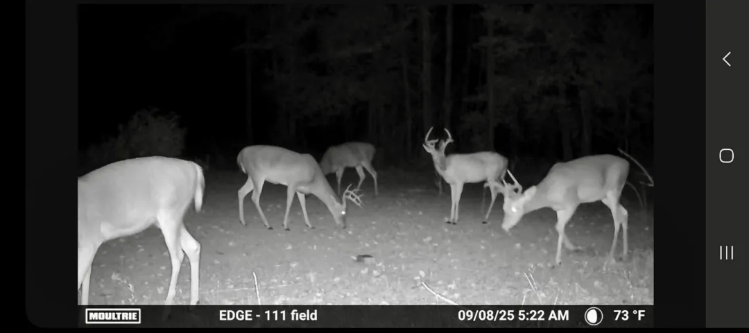 0 Lee Road 278 N/a, Salem, Alabama 36874