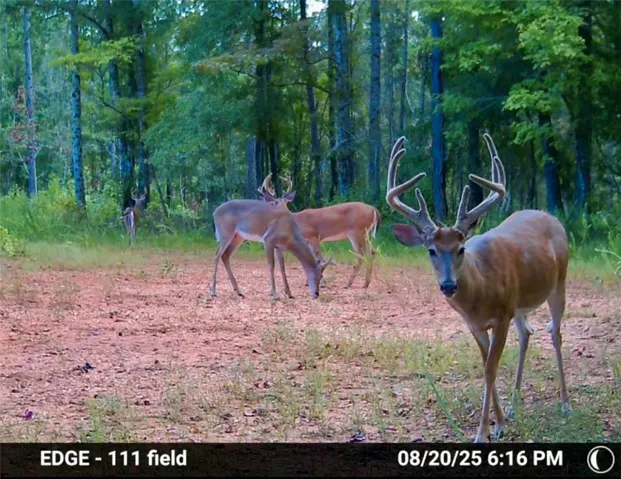 0 Lee Road 278 N/a, Salem, Alabama 36874