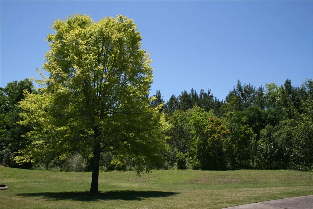 Plenty of green space
