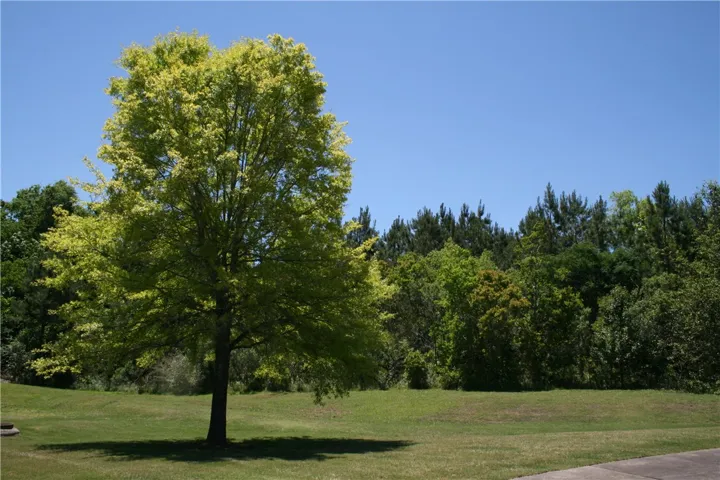 Plenty of green space