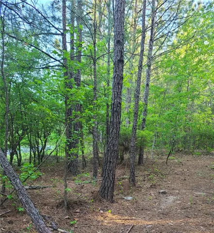 Lush woodland with mature trees offers a private and serene natural setting.