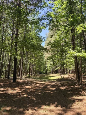 A tranquil pathway through verdant woods offers a serene escape into nature's embrace.
