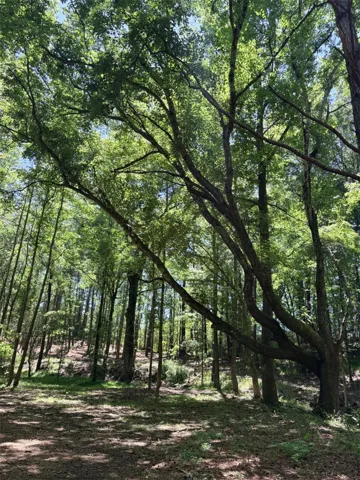 This tranquil wooded lot offers a peaceful retreat for your future home.