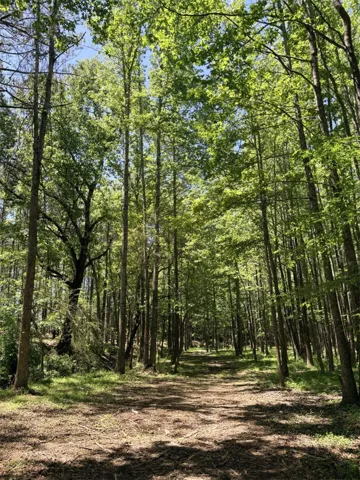 A tranquil path winds through a lush, sun-dappled forest, inviting peaceful strolls.