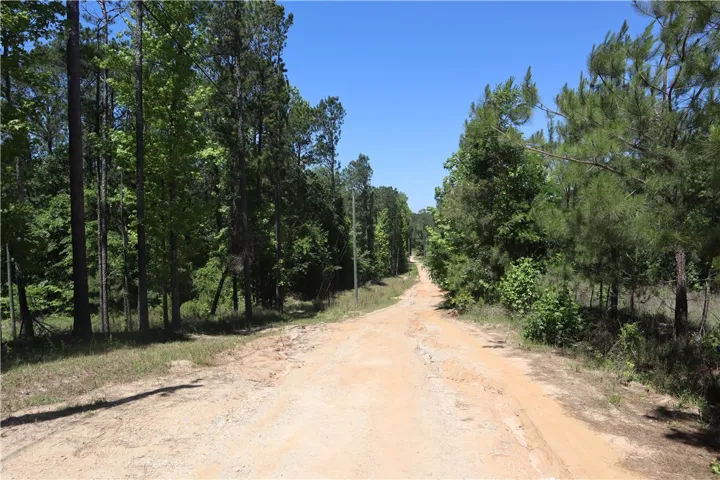 This scenic dirt road winds through a vibrant forest, offering serene views and natural beauty.