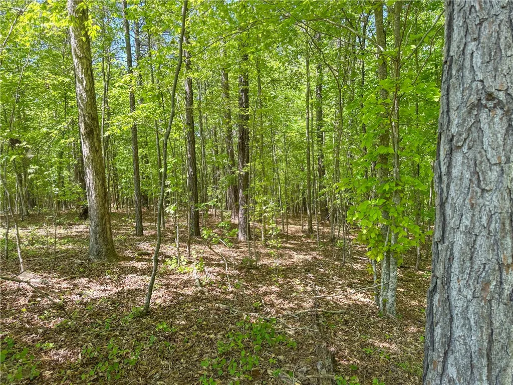 Mature trees and lush foliage define this expansive wooded property.