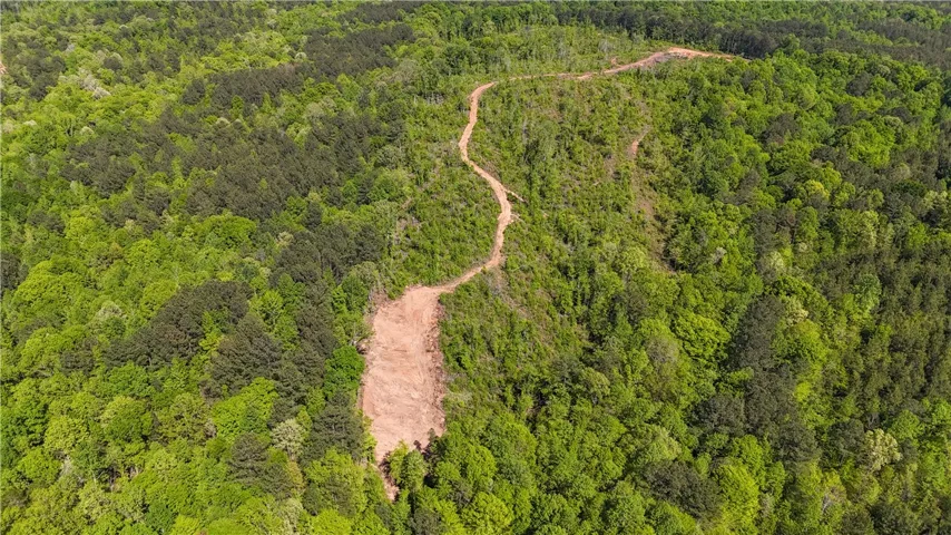This aerial view showcases a vibrant green forest with a winding path and a clearing.
