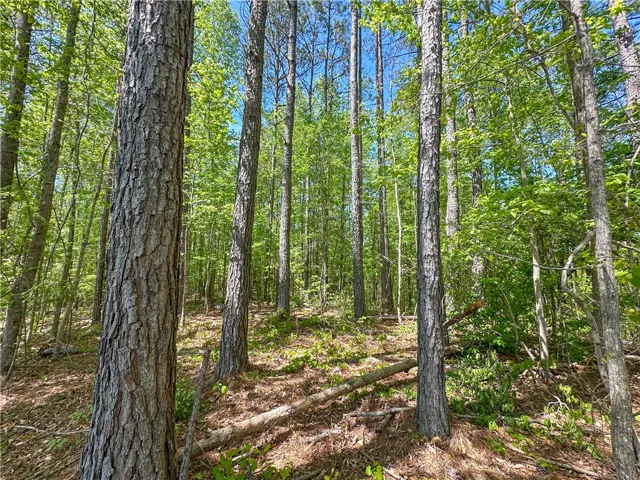 This verdant woodland offers a private natural setting for your future home.