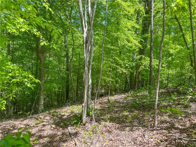 Lush woodlands offer a peaceful retreat.