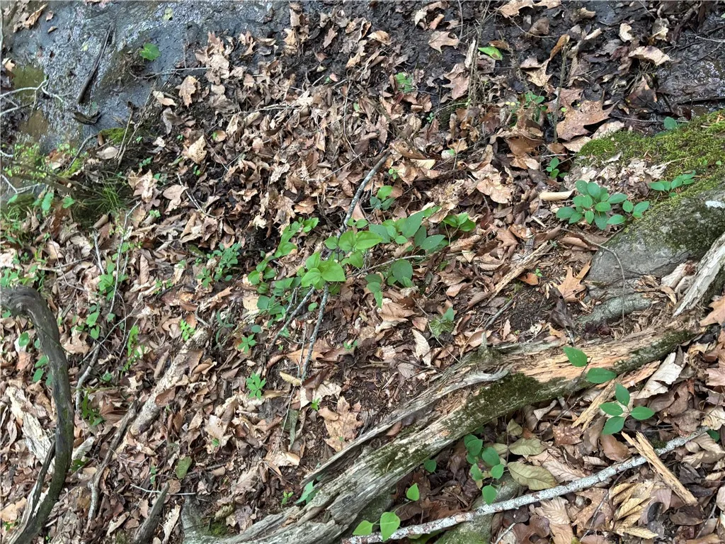 A tranquil natural setting featuring rich earth, verdant plant life, and decaying wood.