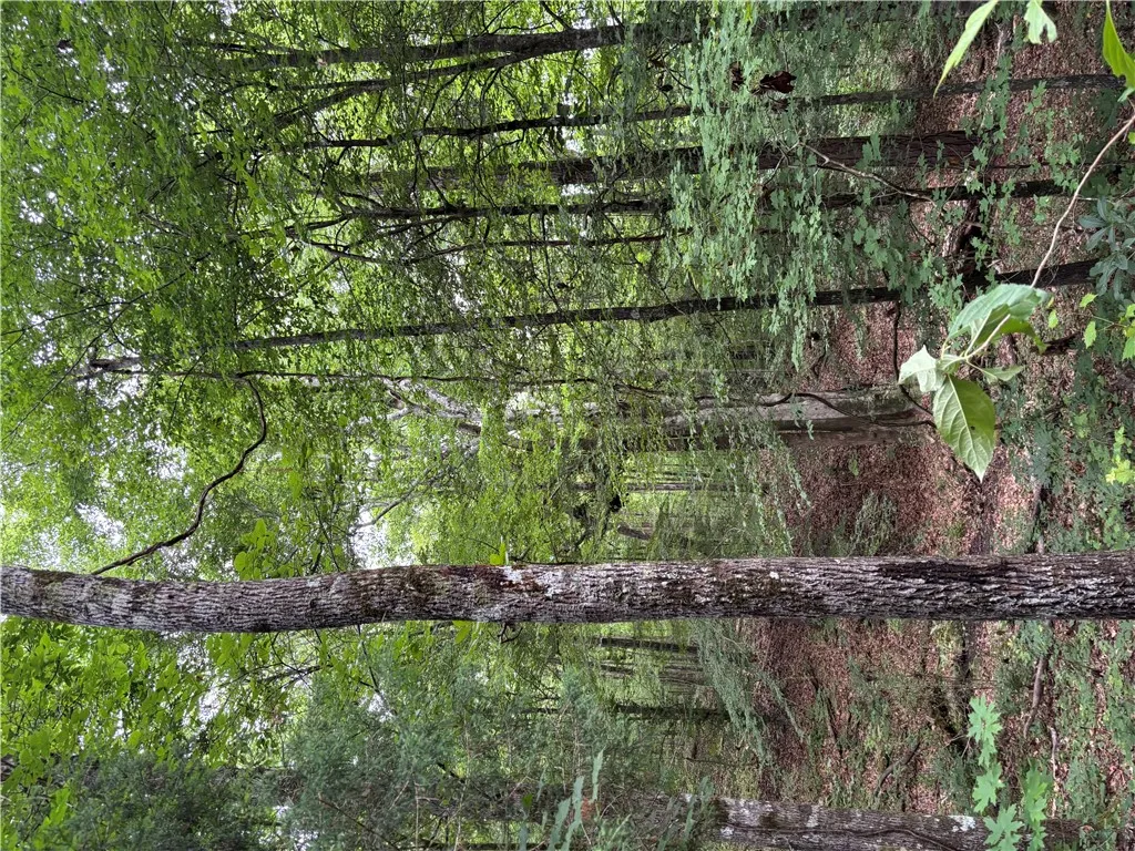 Dense, verdant tree canopy offers natural seclusion and a serene woodland setting.