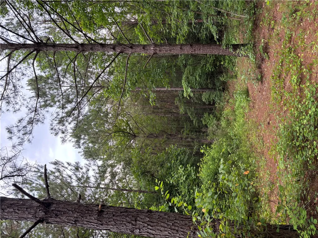 Mature trees and lush greenery define this serene wooded lot.