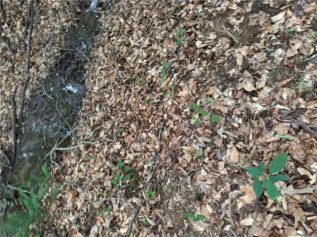 A tranquil stream meanders through a natural landscape of fallen leaves and emerging greenery.