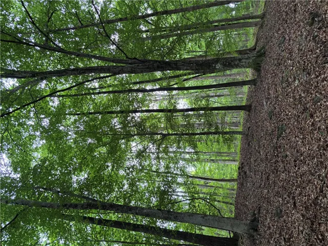 A tranquil, tree-lined path offers a serene retreat amidst lush foliage and natural ground cover.