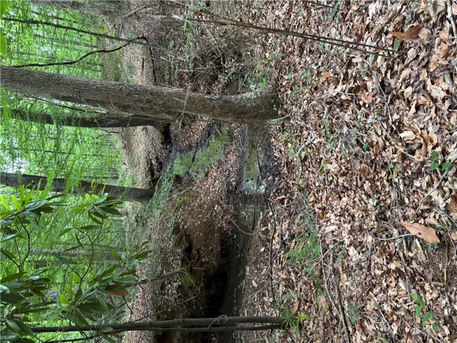 Discover a tranquil stream meandering through a verdant forest, offering serene views.