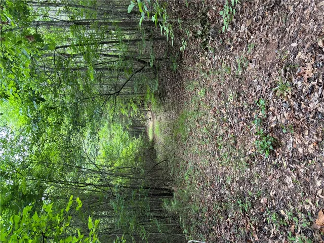 A secluded pathway winds through a vibrant, verdant woodland, offering natural tranquility.