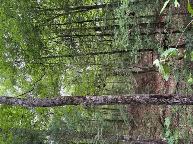 Dense, verdant tree canopy offers natural seclusion and a serene woodland setting.