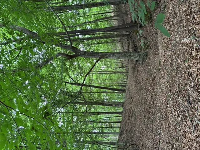 A tranquil path winds through a verdant forest, offering a serene natural escape.