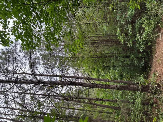 Mature trees and undergrowth create a naturally forested landscape.