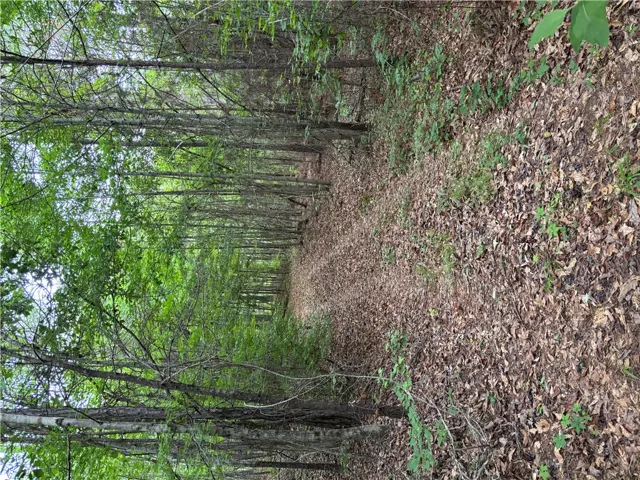A tranquil path winds through a verdant, secluded forest offering serene natural beauty.
