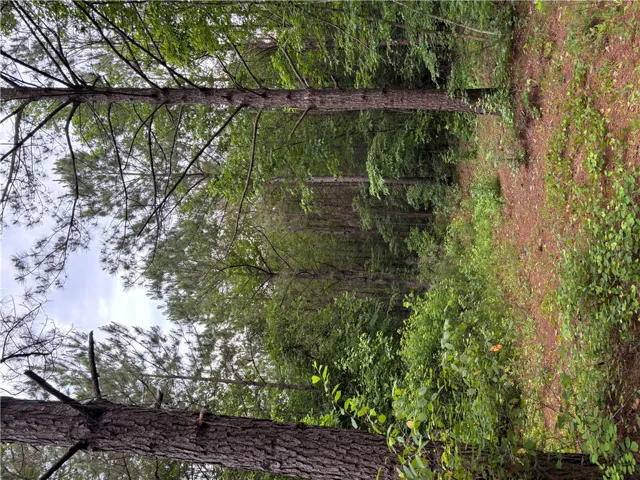 Mature trees and lush greenery define this serene wooded lot.