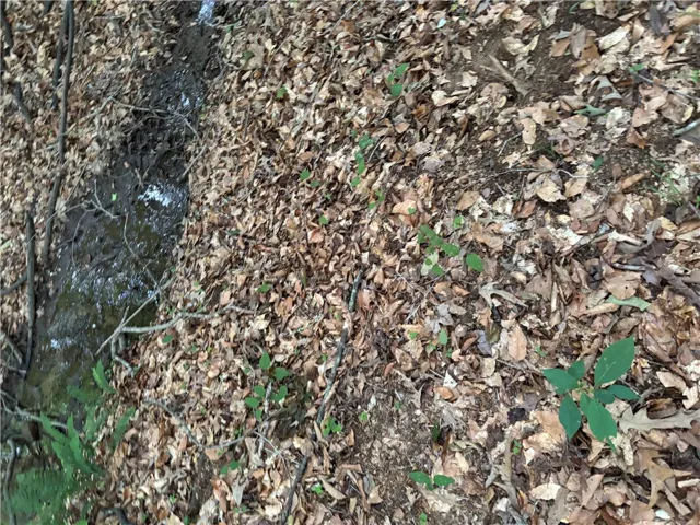 A tranquil stream meanders through a natural landscape of fallen leaves and emerging greenery.