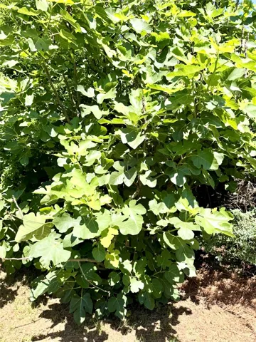 Fig Tree