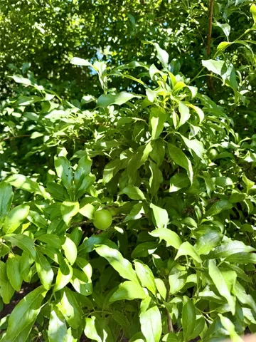 Plum Tree