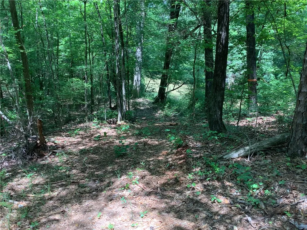 This serene woodland scene features mature trees and natural ground cover, offering a tranquil setting.