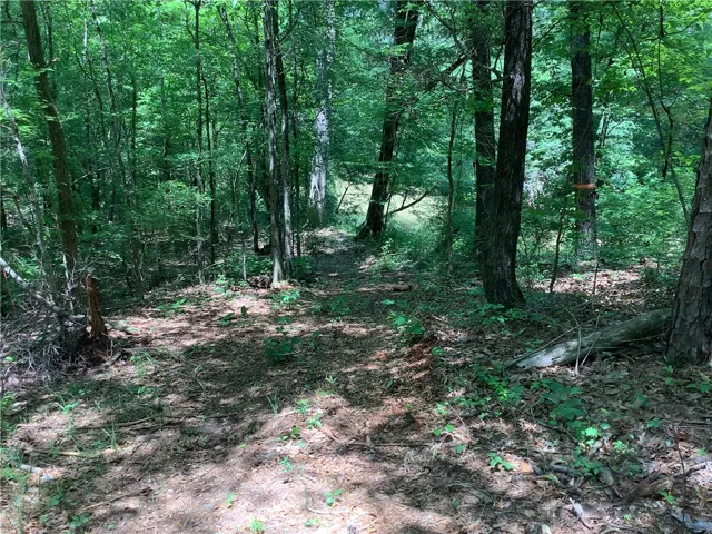 This serene woodland scene features mature trees and natural ground cover, offering a tranquil setting.