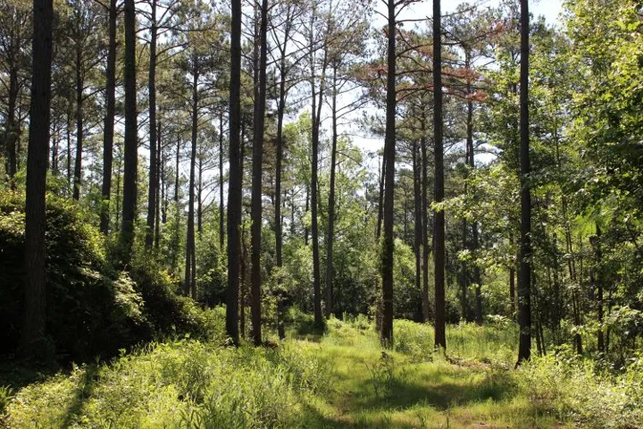 This serene woodland property offers a peaceful escape amidst tall trees and lush greenery.