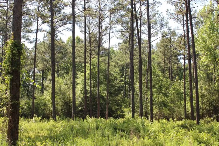 This expanse showcases mature trees and lush undergrowth, offering a serene natural setting.