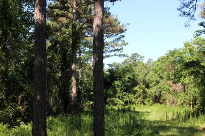 A tranquil natural landscape awaits, offering abundant greenery and a serene outdoor environment.