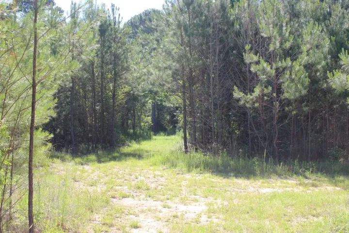A tranquil road leads into a dense forest, offering a private, secluded natural escape.