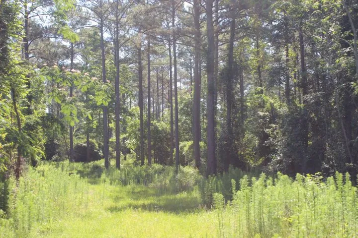This tranquil lot offers a serene setting amidst a lush, wooded landscape.