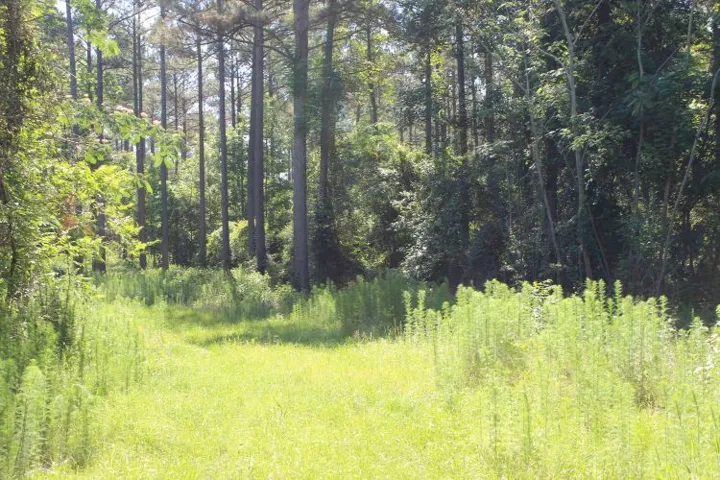 This serene lot offers a verdant canvas for your future home, embraced by mature trees.